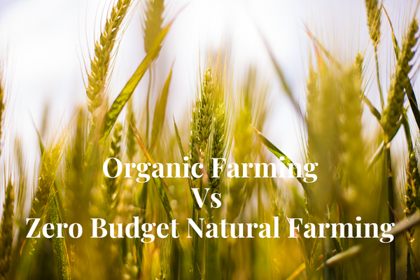 Organic Farming vs. Zero Budget Natural Farming: Understanding the Differences