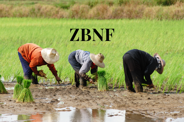 Zero Budget Natural Farming : A Sustainable Path to Agriculture